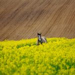 Fabryki parają się dostarczaniem maszyn dysponują w ofercie typowe warianty